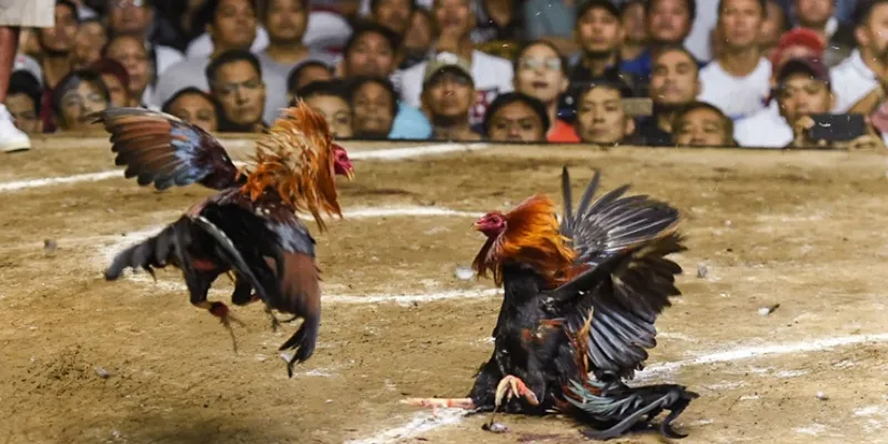 Đôi nét về đá gà