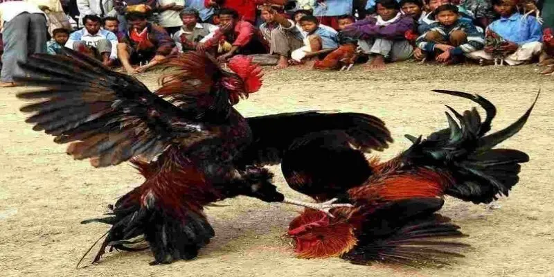 4 mẹo để tham gia trận đá gà thomo trực tiếp để chiến thắng